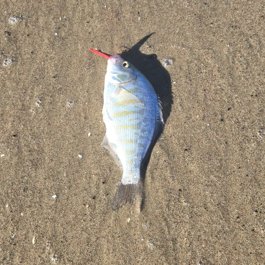 Barred surfperch caught on Fishbrain