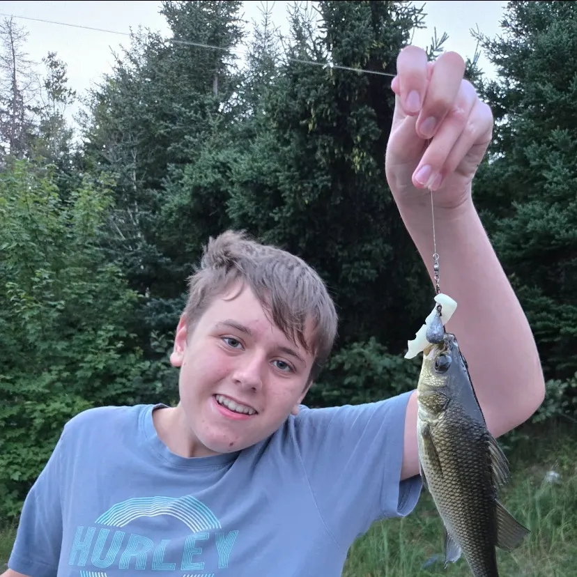 White perch caught on Fishbrain