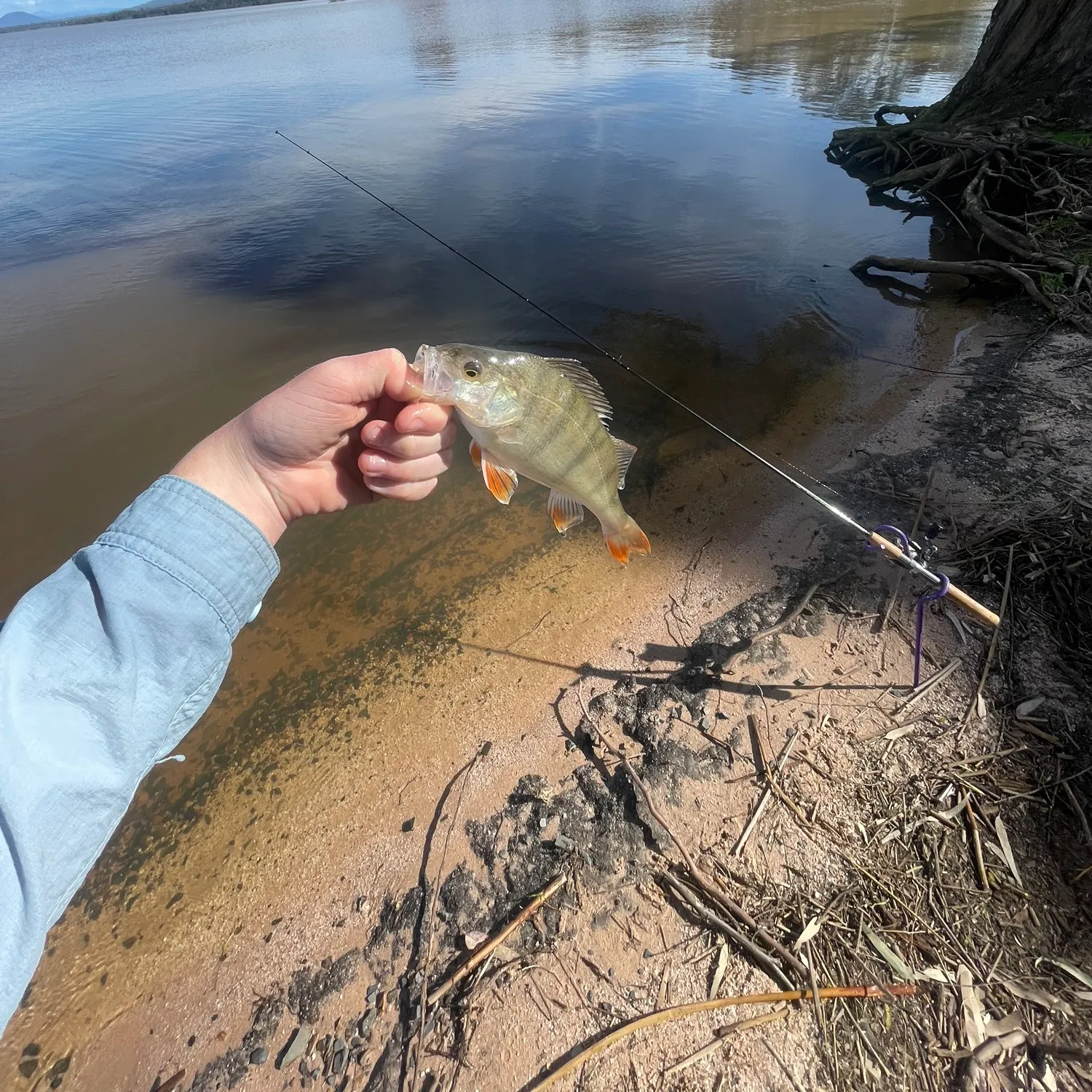 European perch caught on Fishbrain