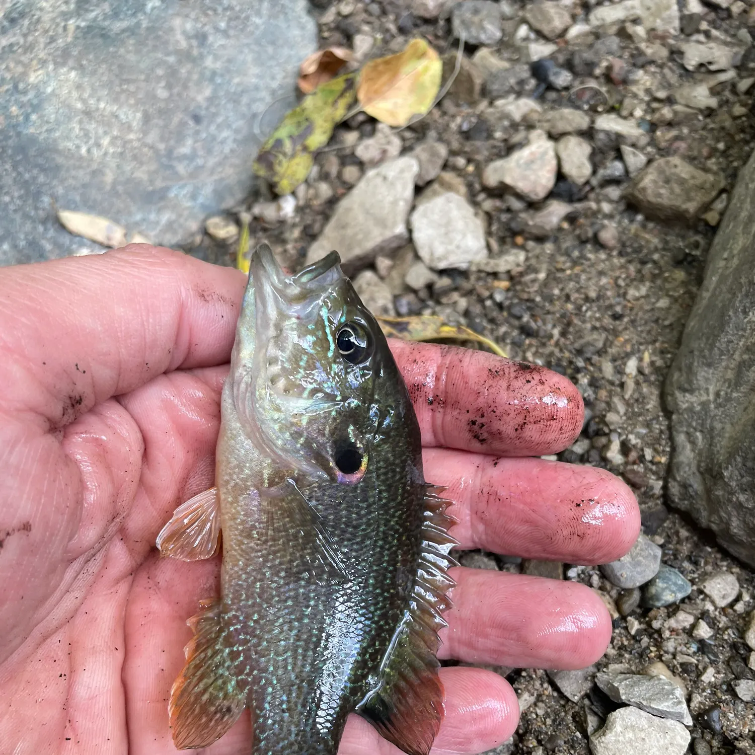 Green sunfish caught on Fishbrain
