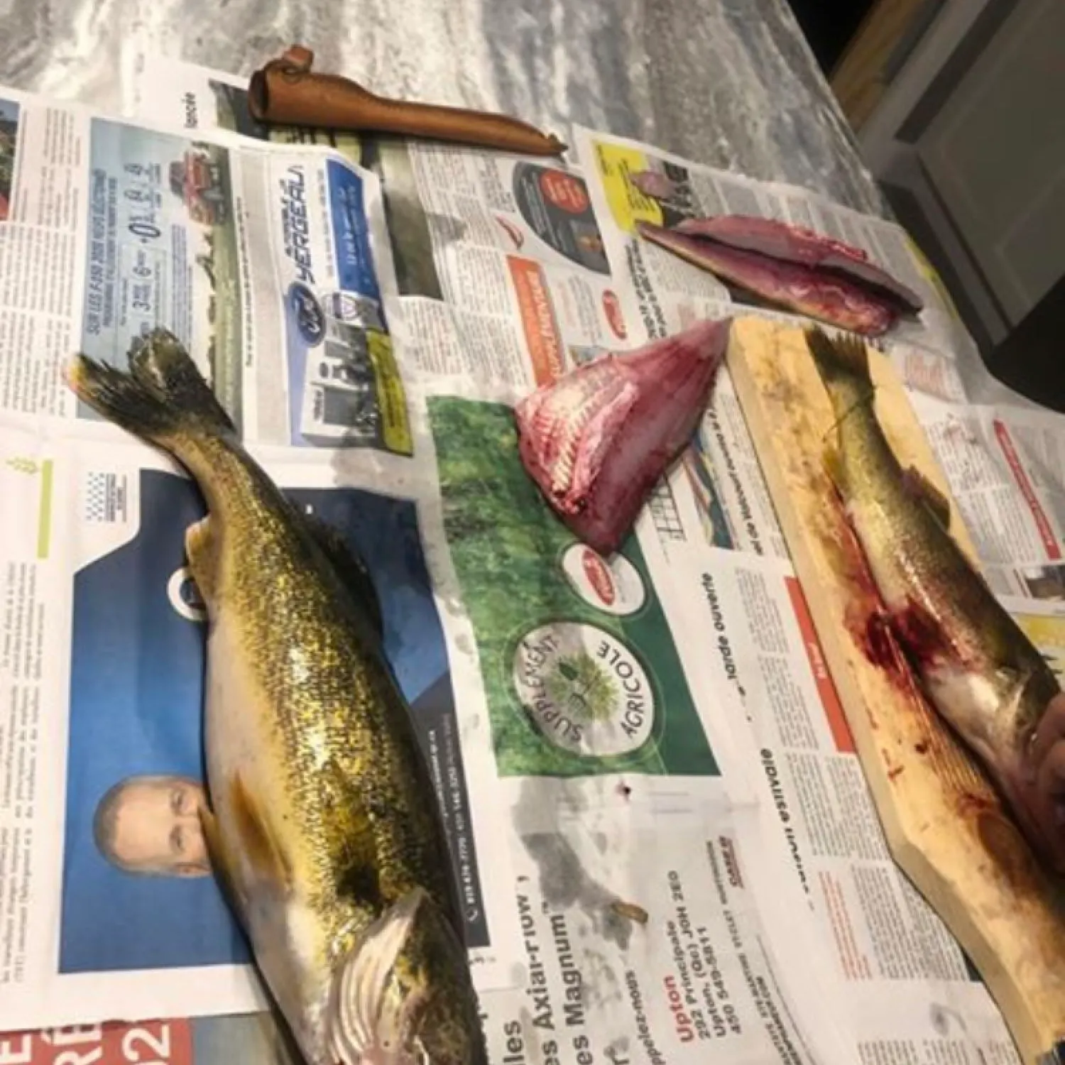 recently logged catches