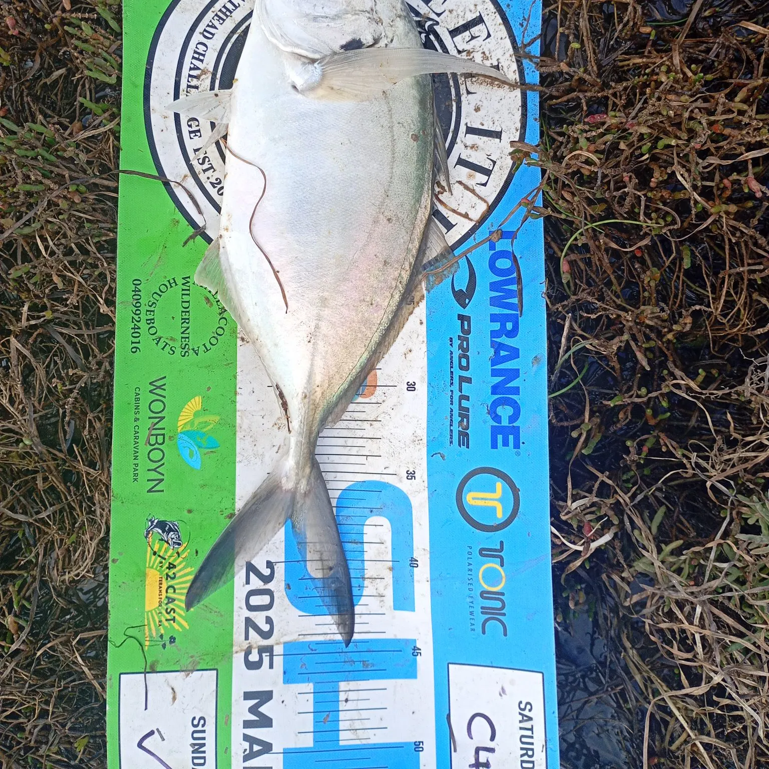 The most recent White trevally catches on Fishbrain