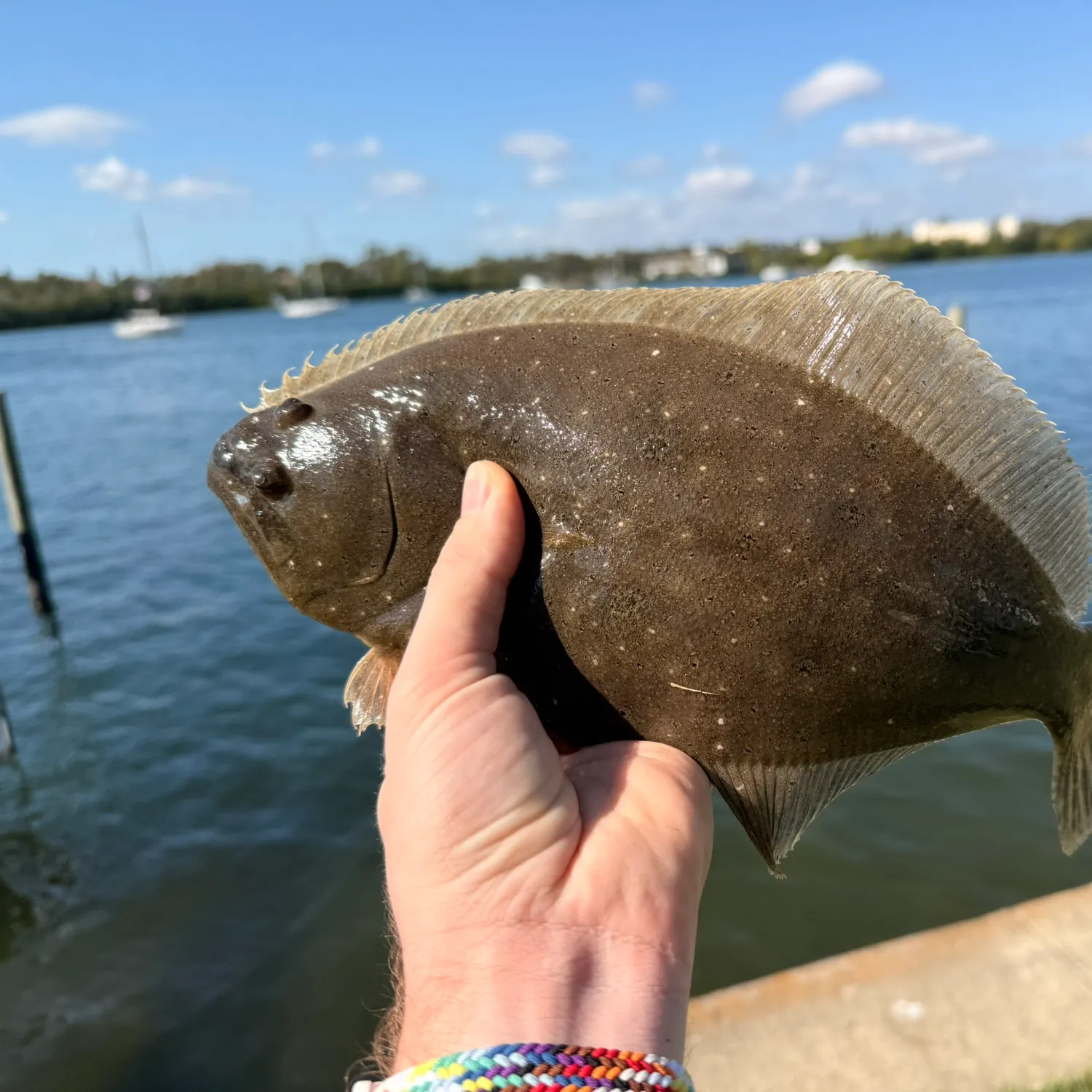 The most recent Summer flounder catches on Fishbrain