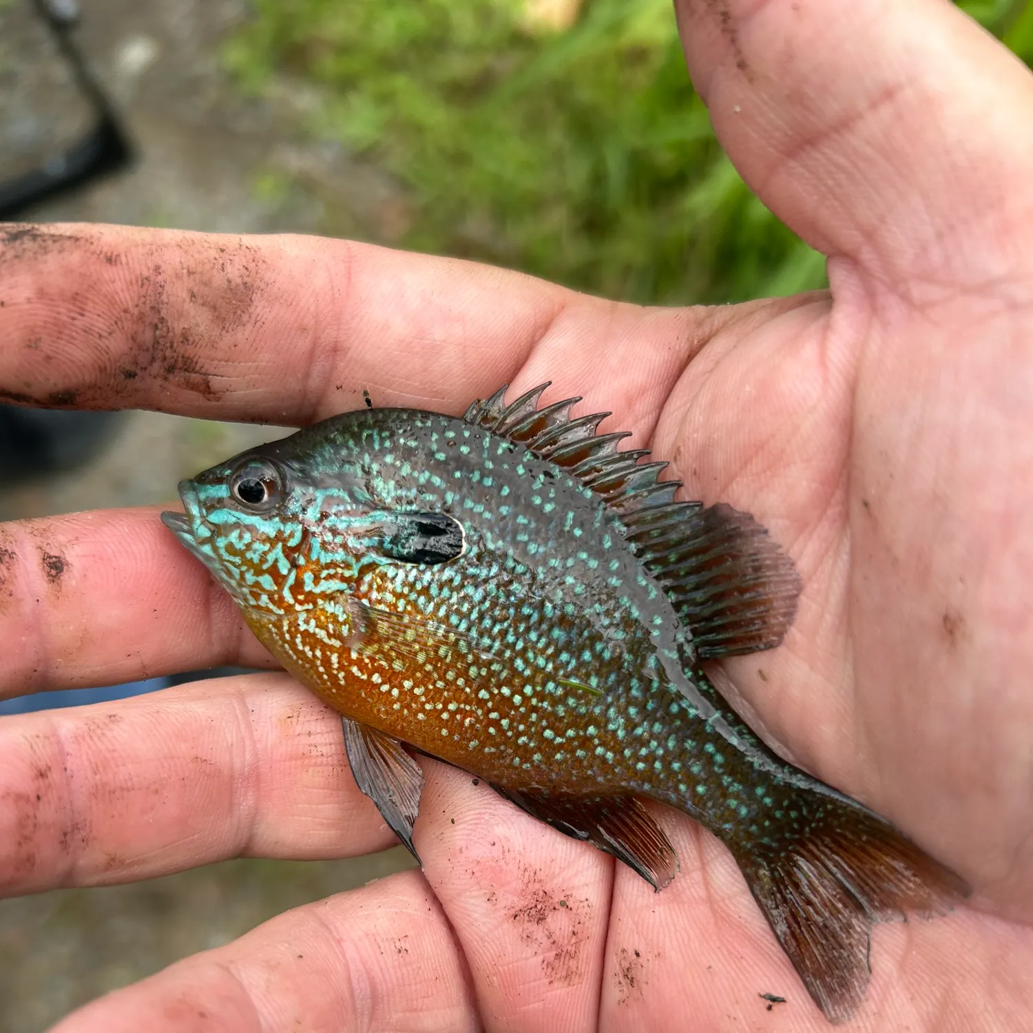The most recent Dollar sunfish catches on Fishbrain