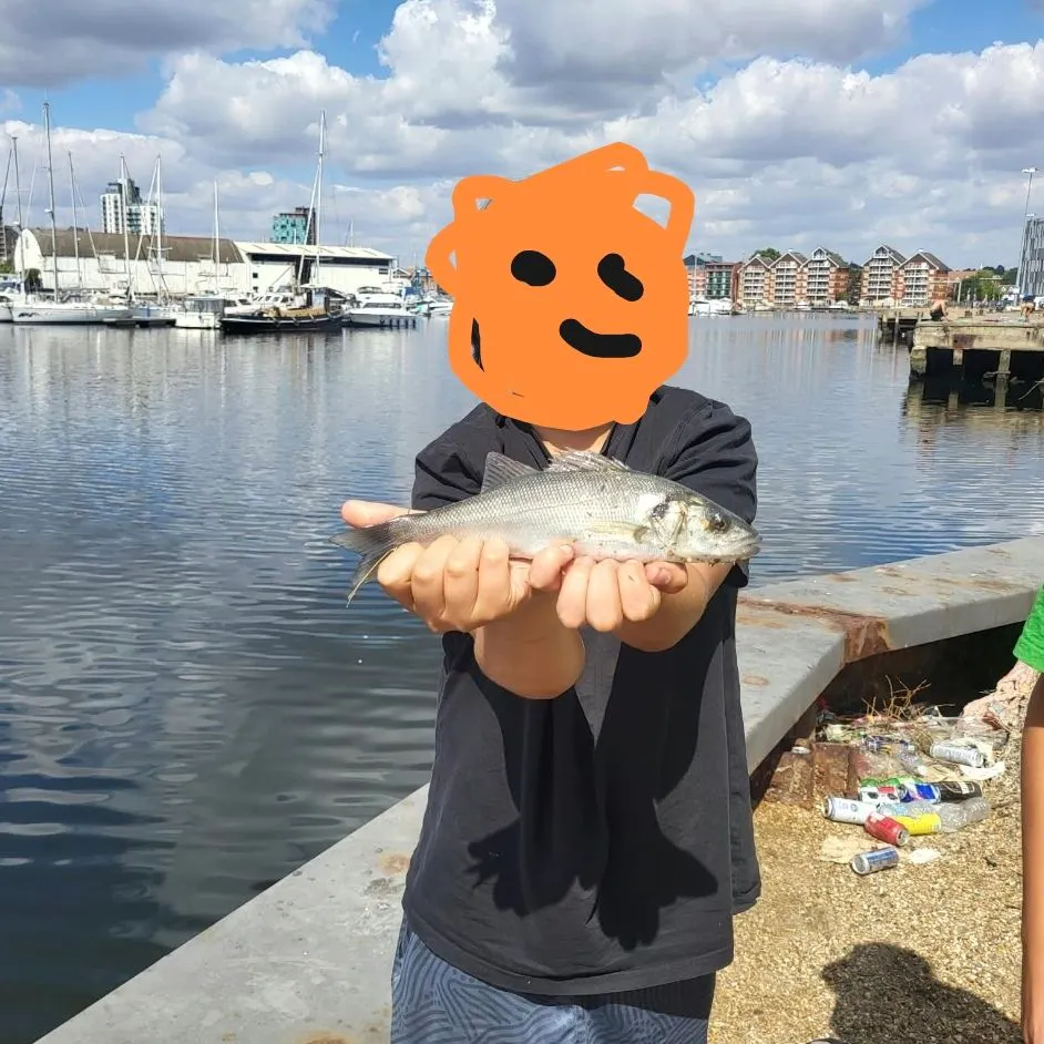 European seabass caught on Fishbrain