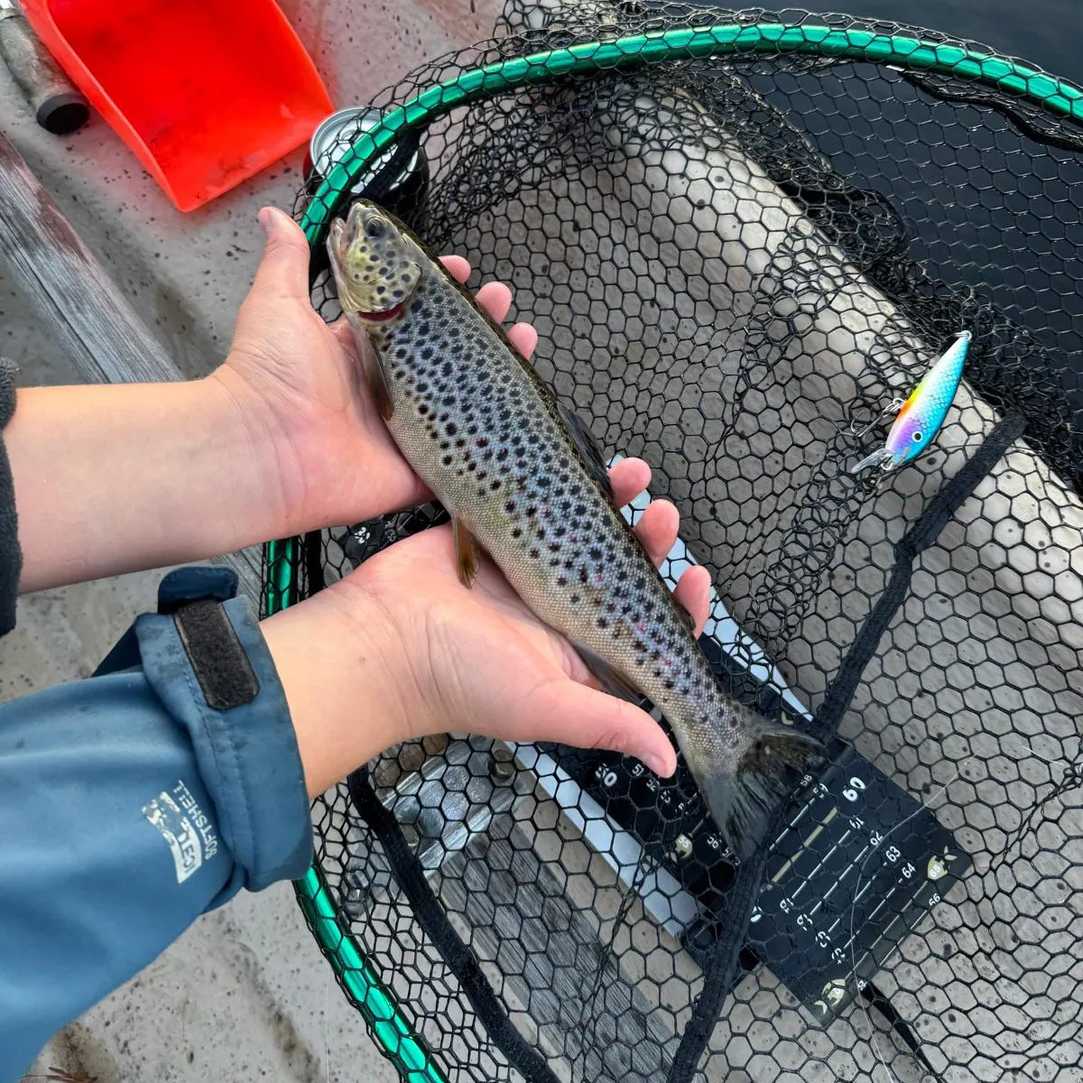 Lake trout caught on Fishbrain