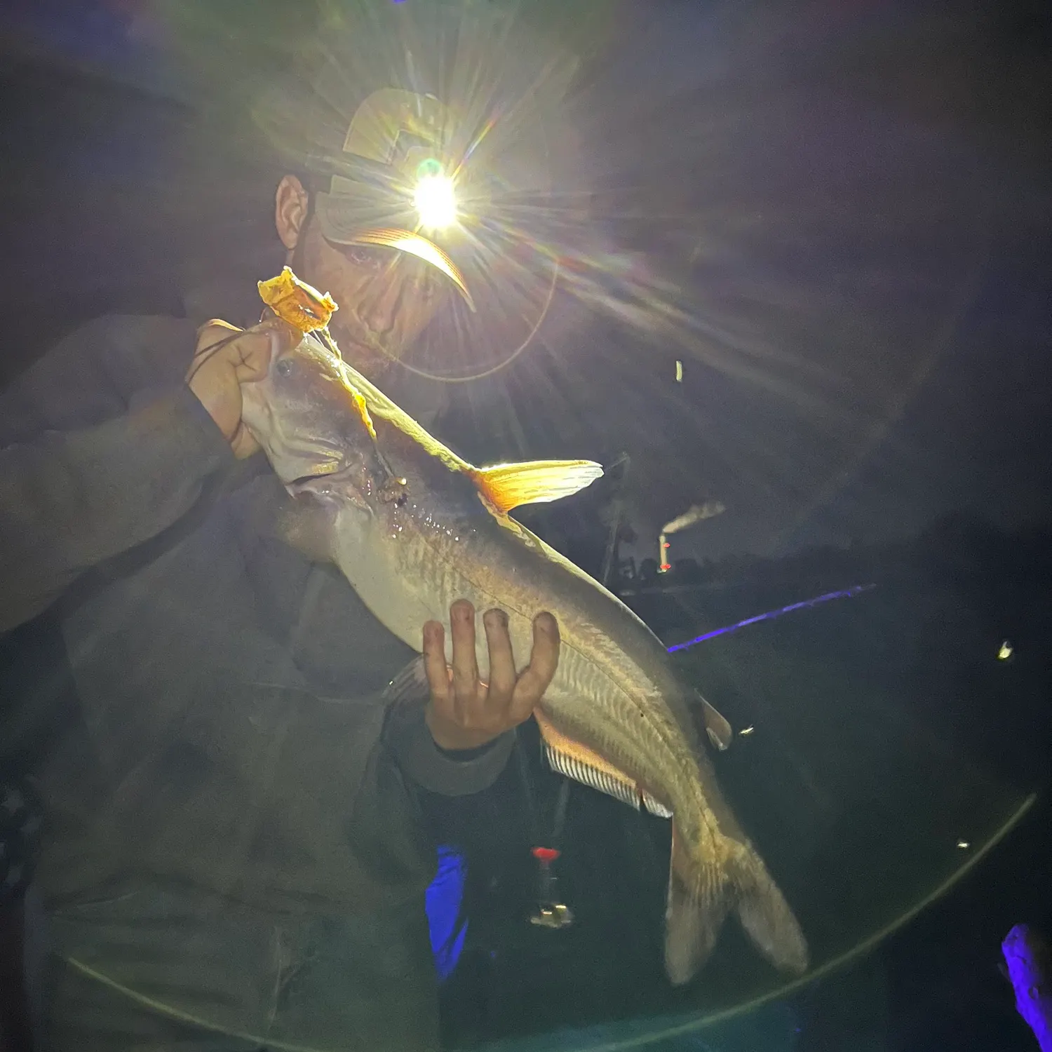 The most recent Blue catfish catches on Fishbrain