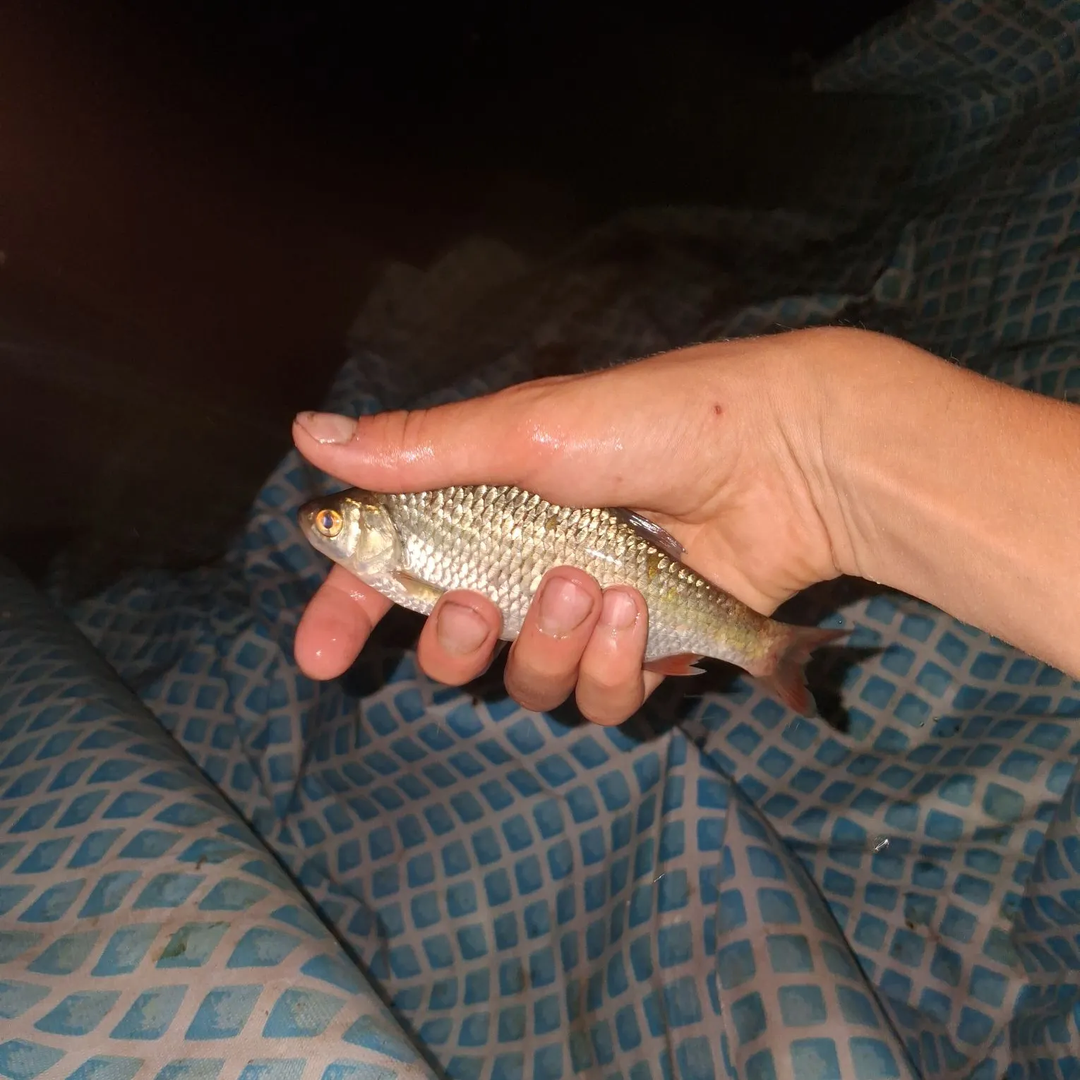 Common roach caught on Fishbrain