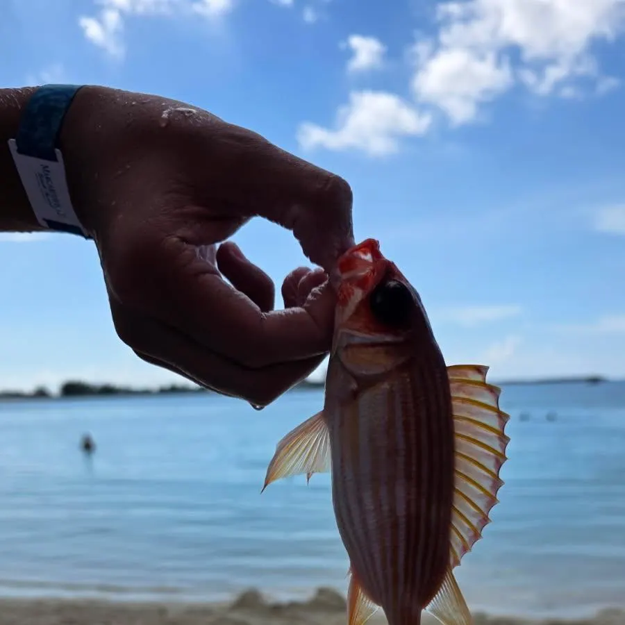 The most recent Blue lined squirrelfish catches on Fishbrain
