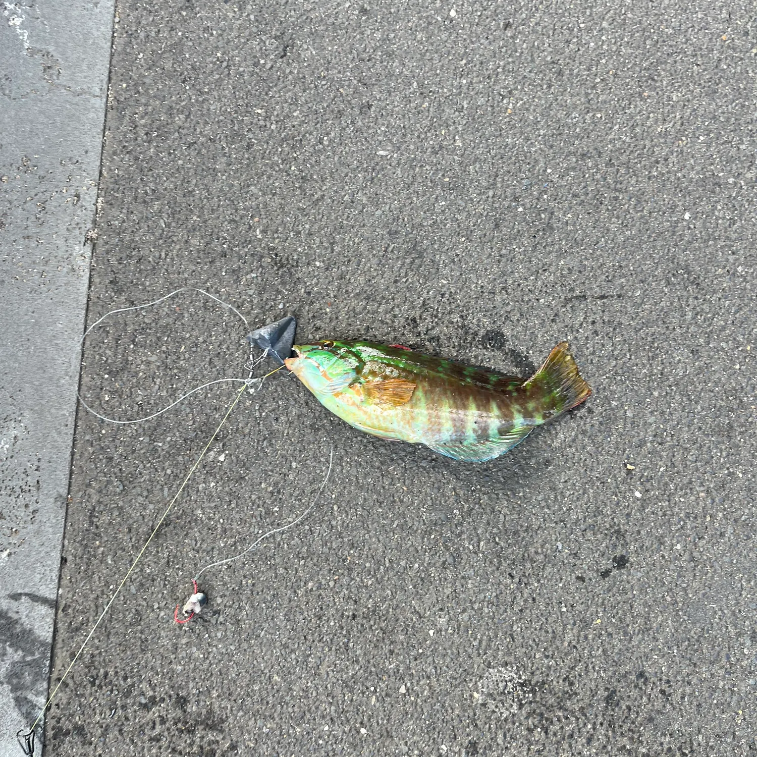 The most recent Gunther's wrasse catches on Fishbrain