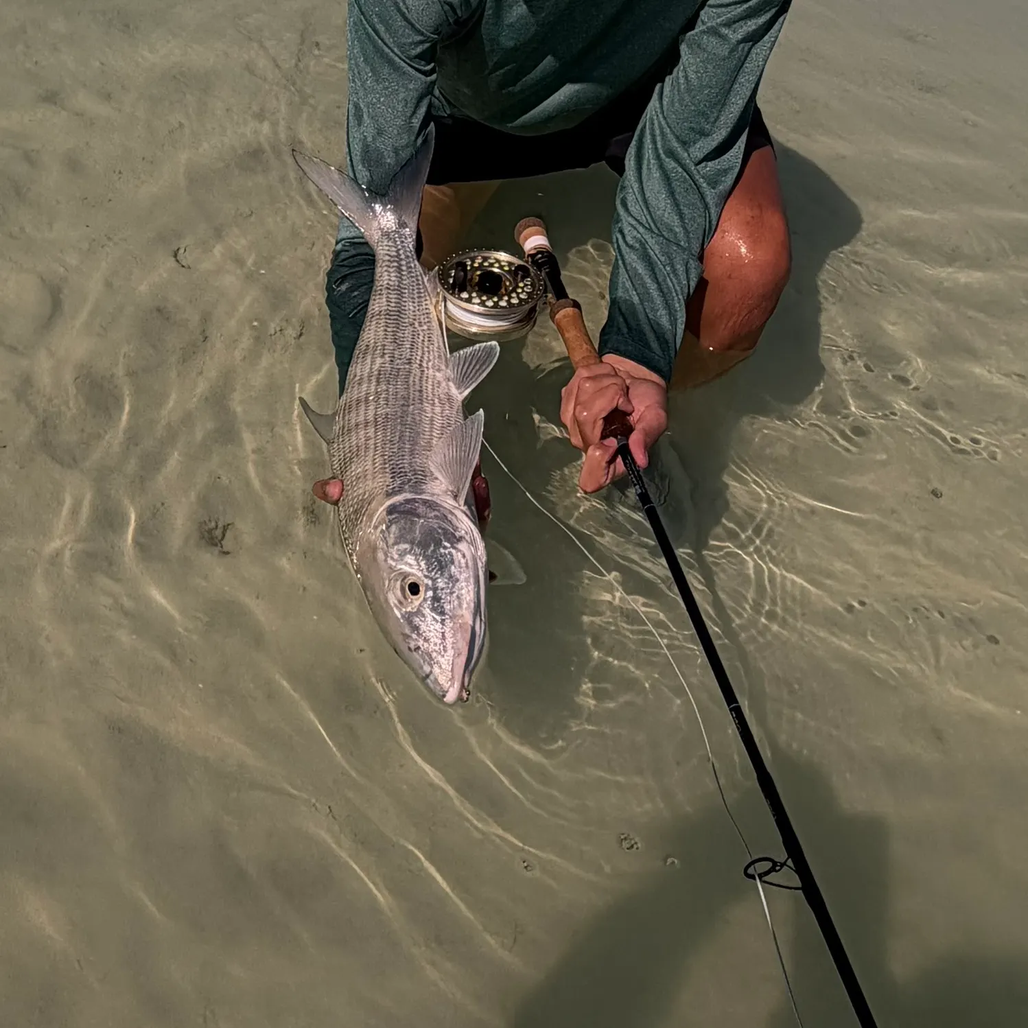 The most recent West Atlantic bonefish catches on Fishbrain