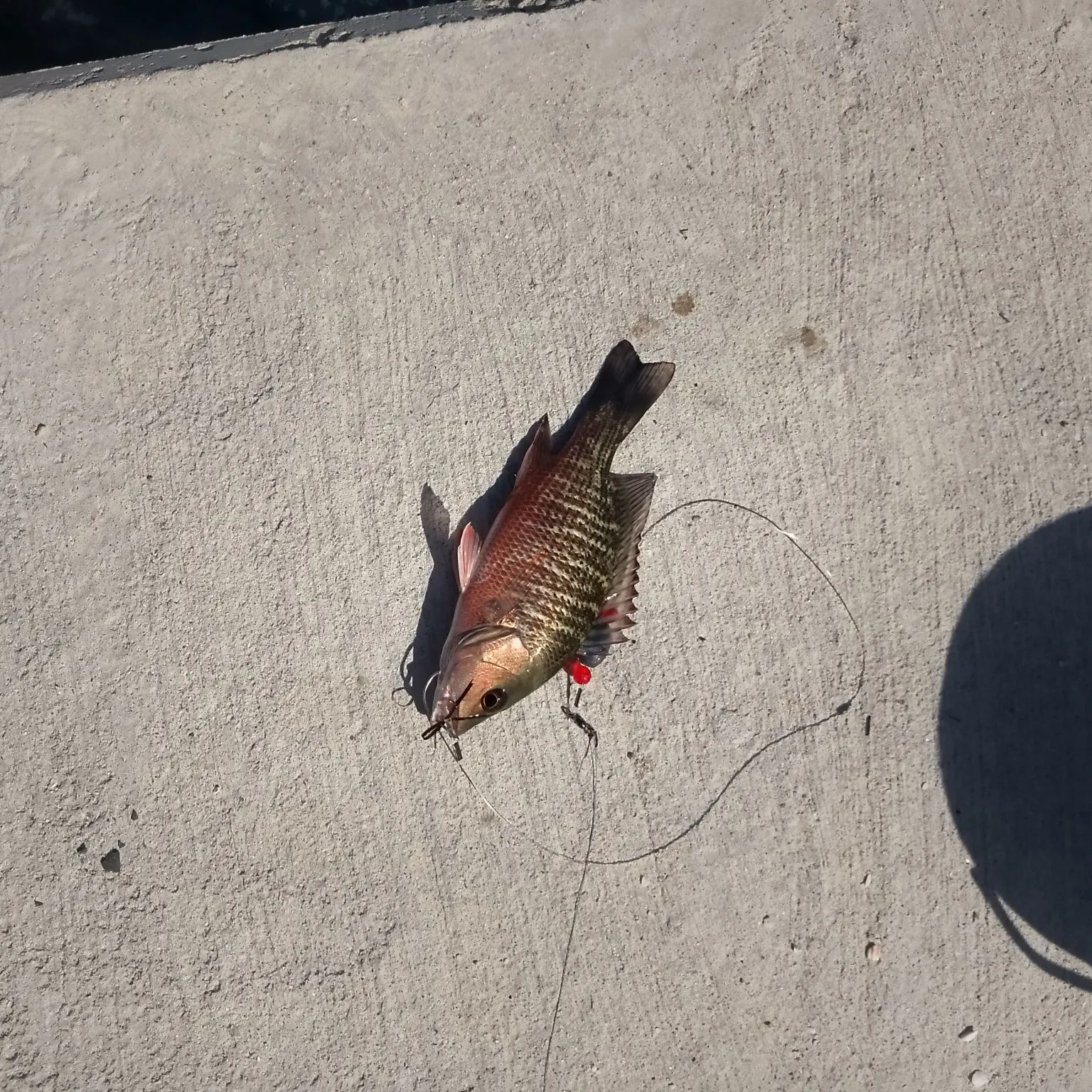 Mangrove snapper caught on Fishbrain