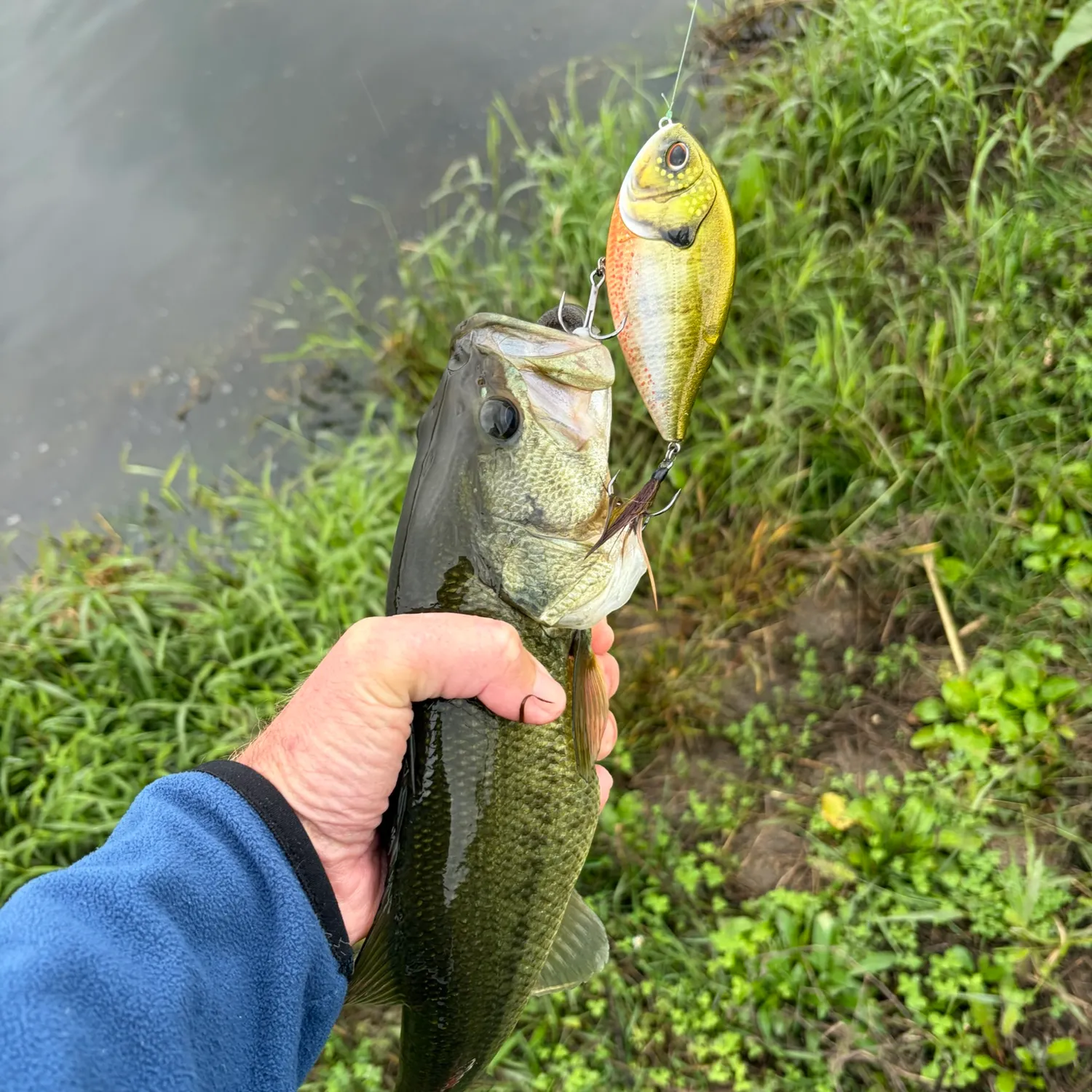 Largemouth bass caught on Fishbrain