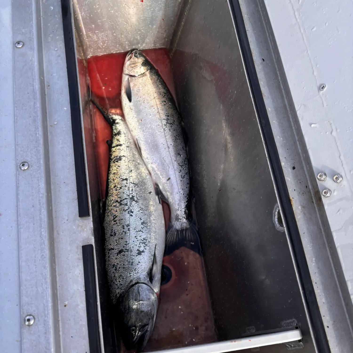 The most recent Coho salmon catches on Fishbrain