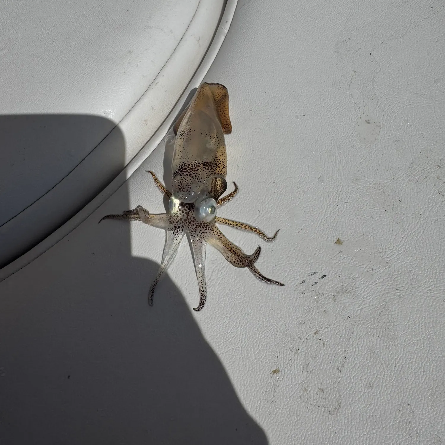 The most recent Southern calamari catches on Fishbrain