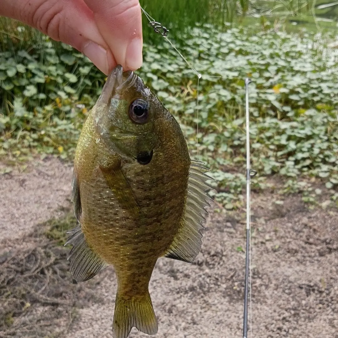 Bluegill caught on Fishbrain