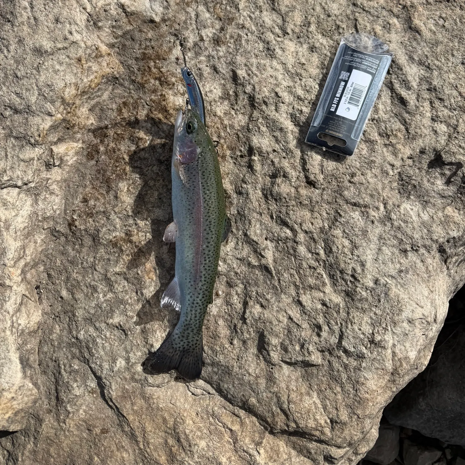 Rainbow trout caught on Fishbrain