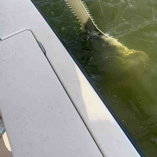 The most recent Smalltooth sawfish catches on Fishbrain