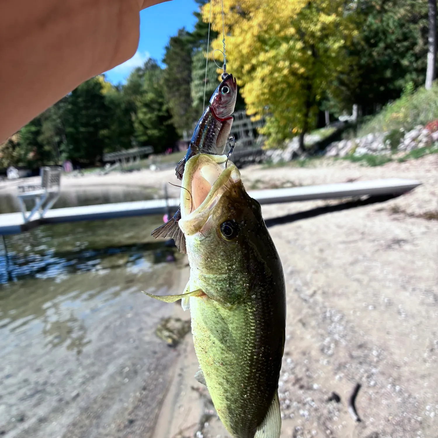 Largemouth bass caught on Fishbrain