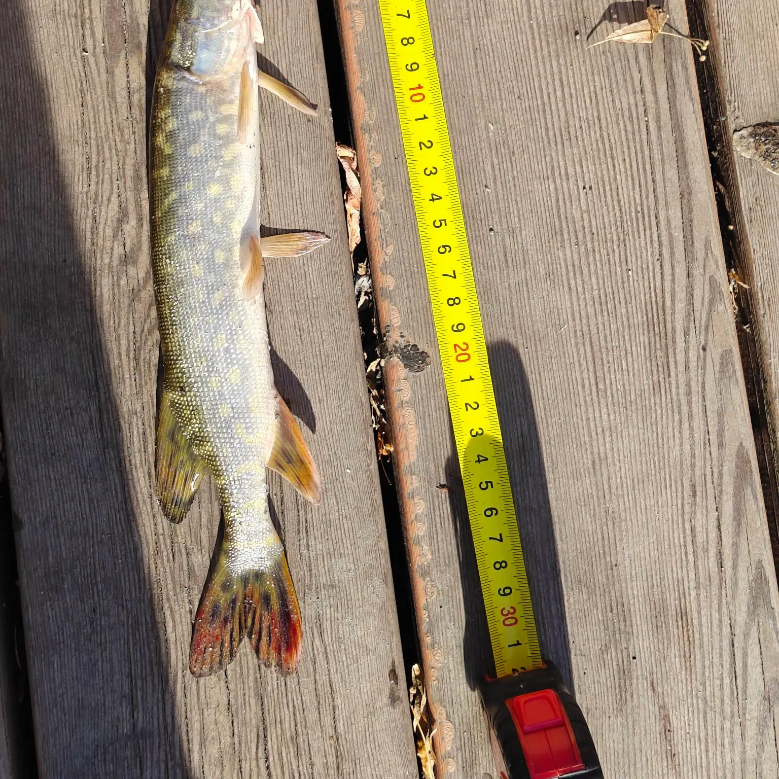 recently logged catches