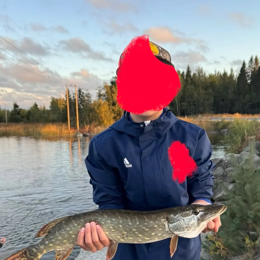 Northern pike caught on Fishbrain