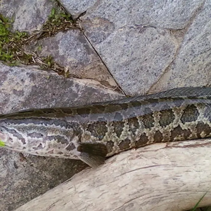 Northern snakehead caught on Fishbrain