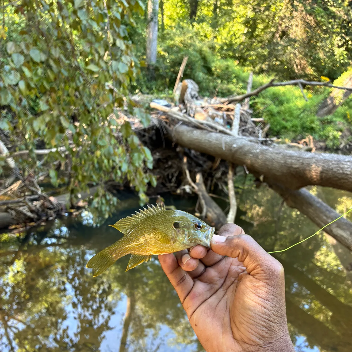 Green sunfish caught on Fishbrain