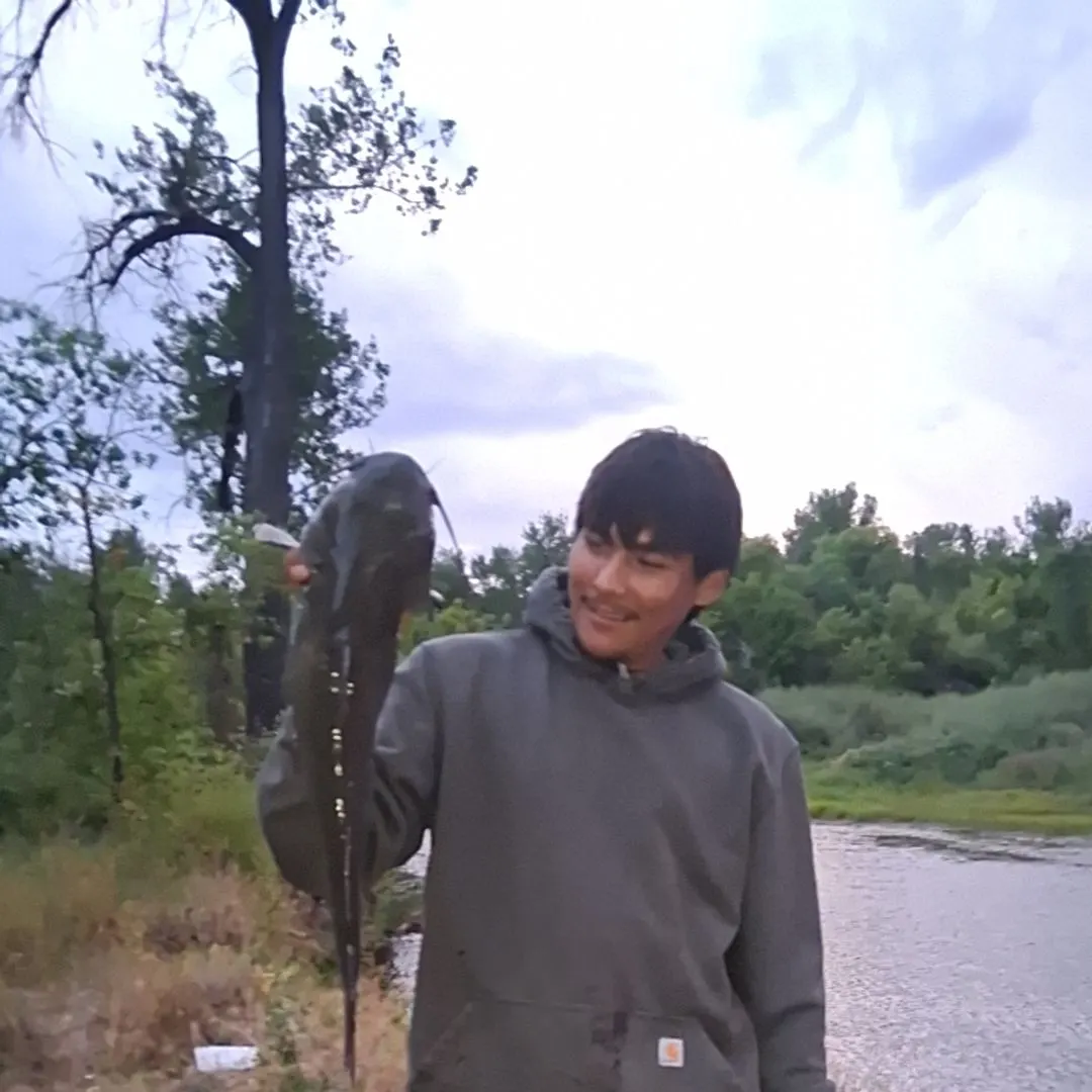 Channel catfish caught on Fishbrain