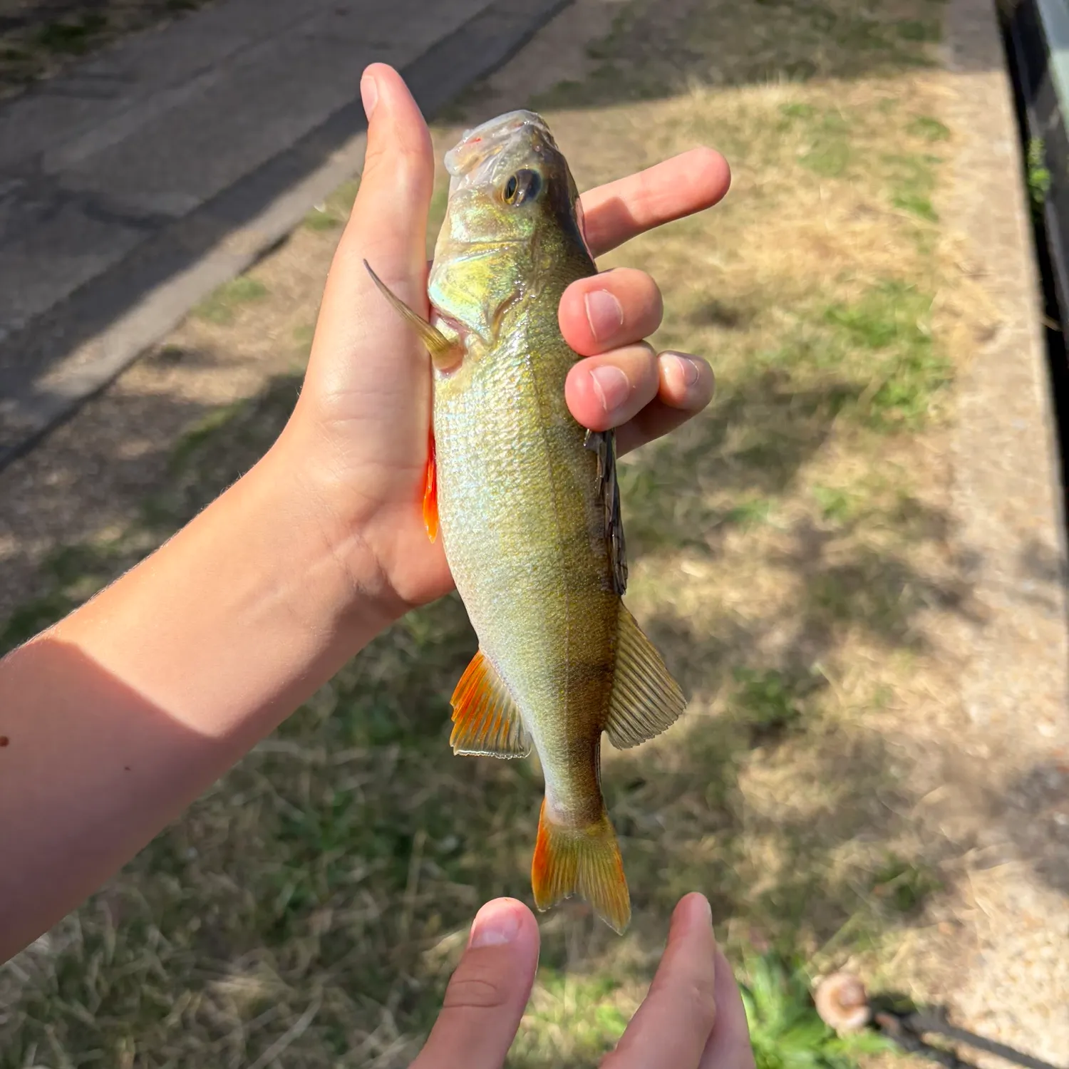European perch caught on Fishbrain