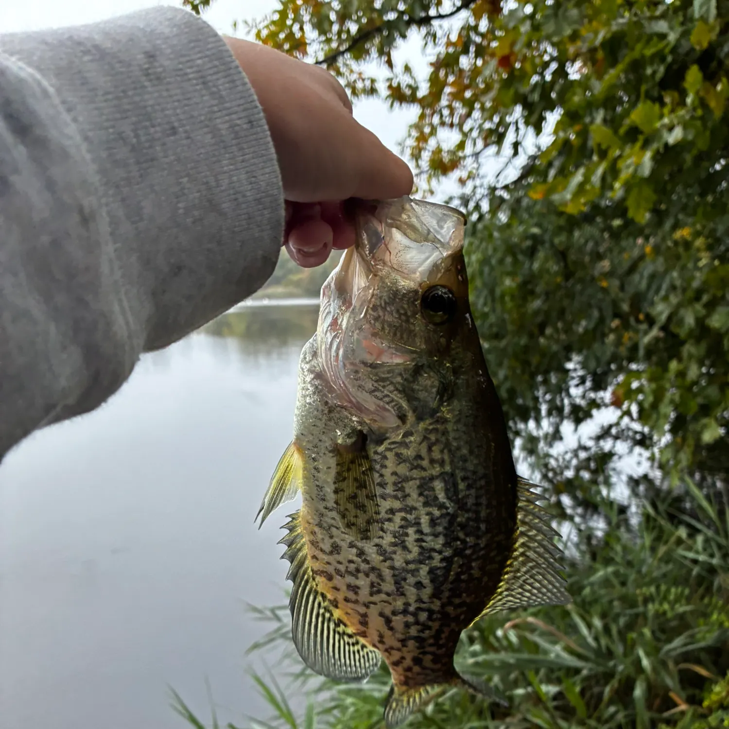 Black crappie caught on Fishbrain