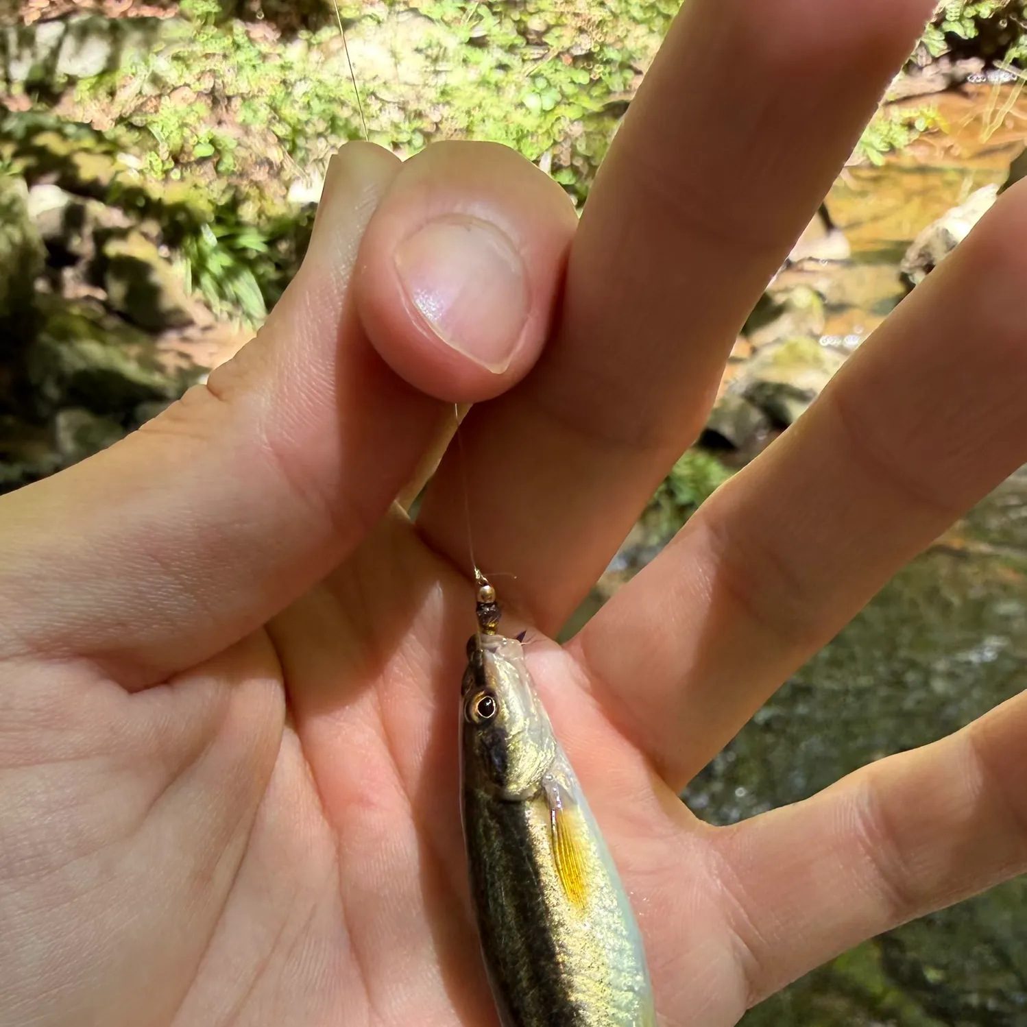 The most recent Eastern blacknose dace catches on Fishbrain