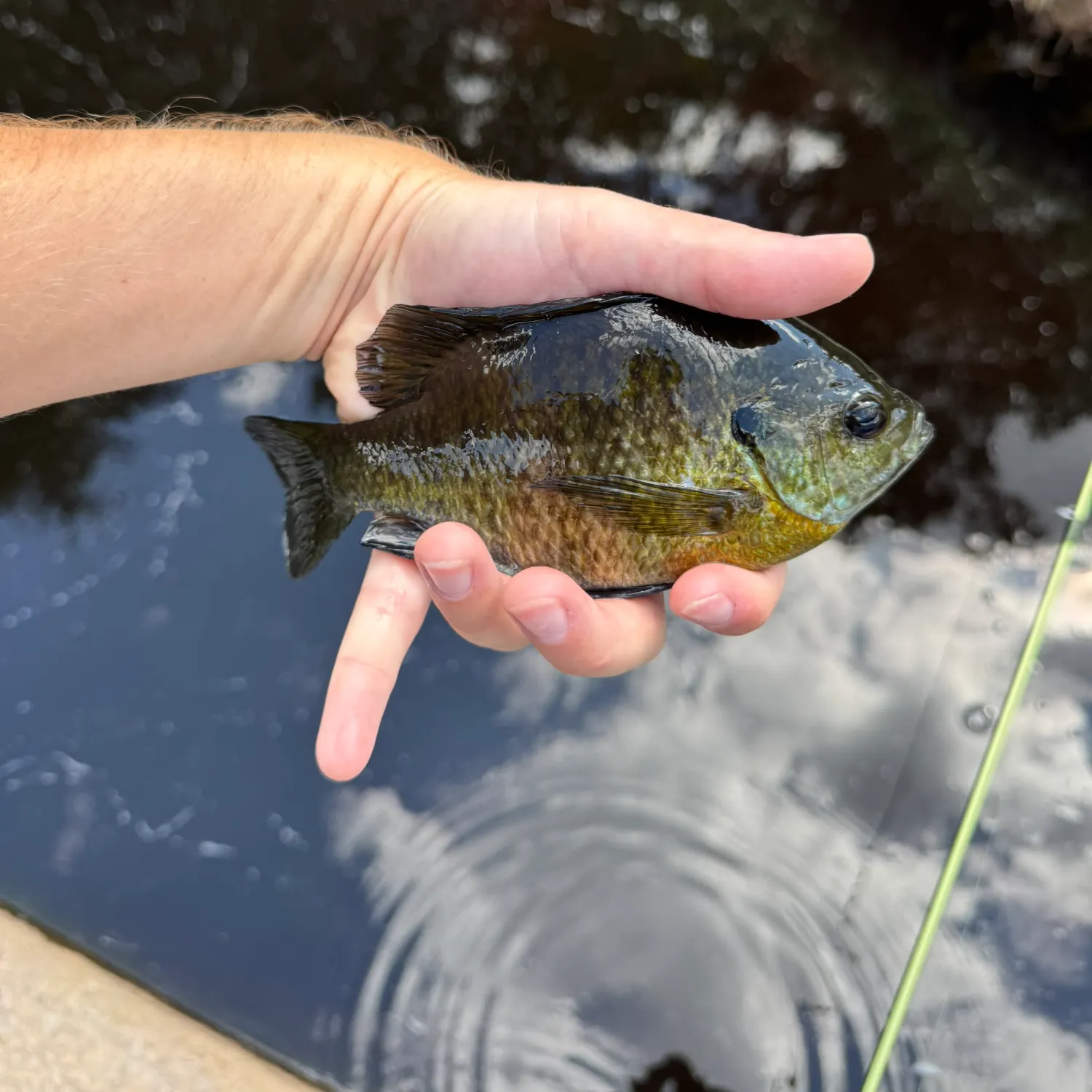Bluegill caught on Fishbrain