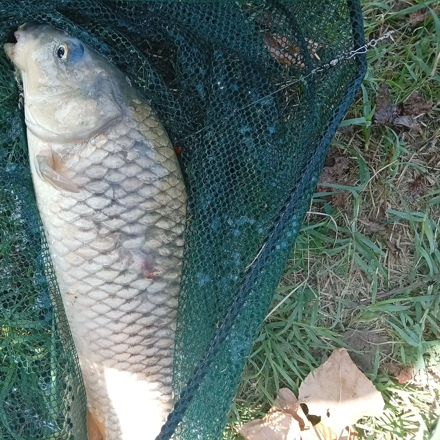 Common carp caught on Fishbrain