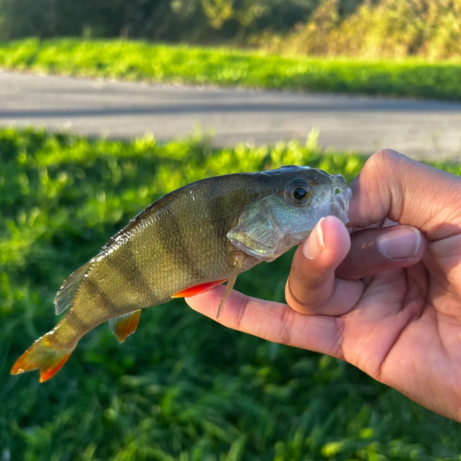 European perch caught on Fishbrain