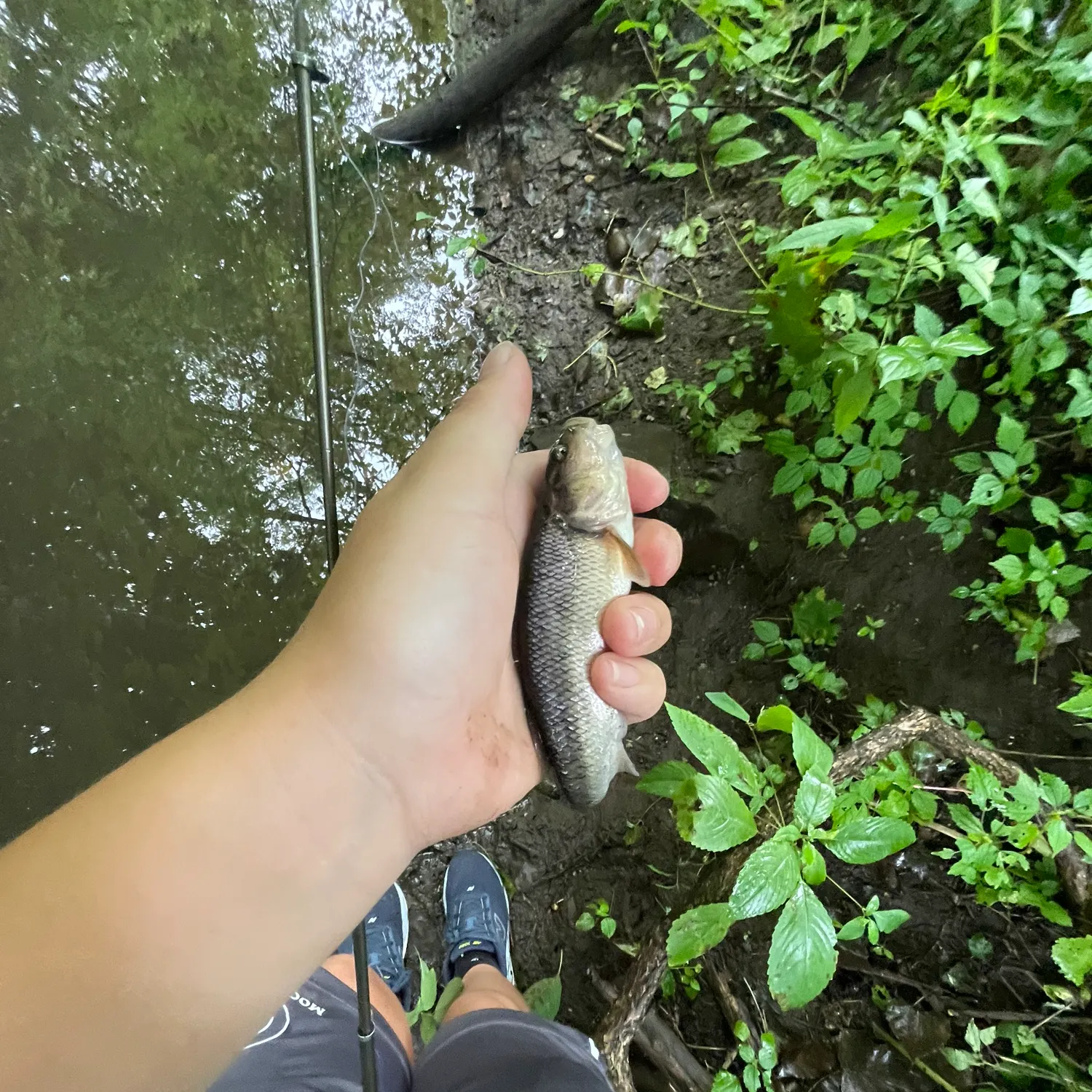 Creek chub caught on Fishbrain