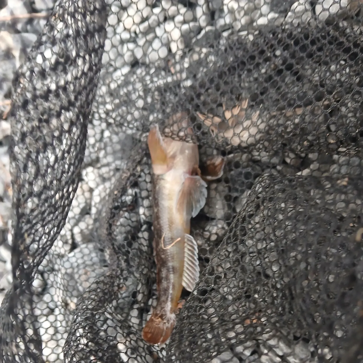 Round goby caught on Fishbrain