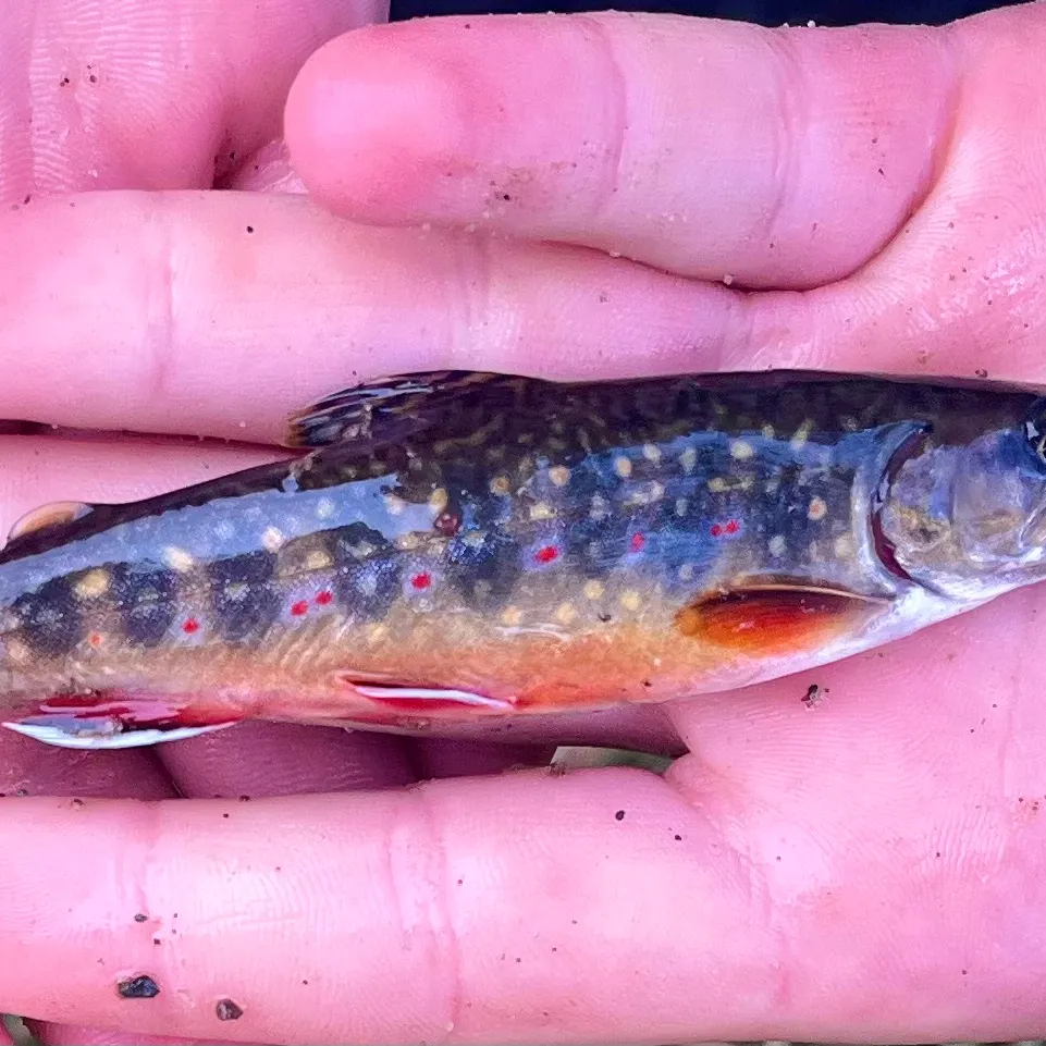 Brook trout caught on Fishbrain