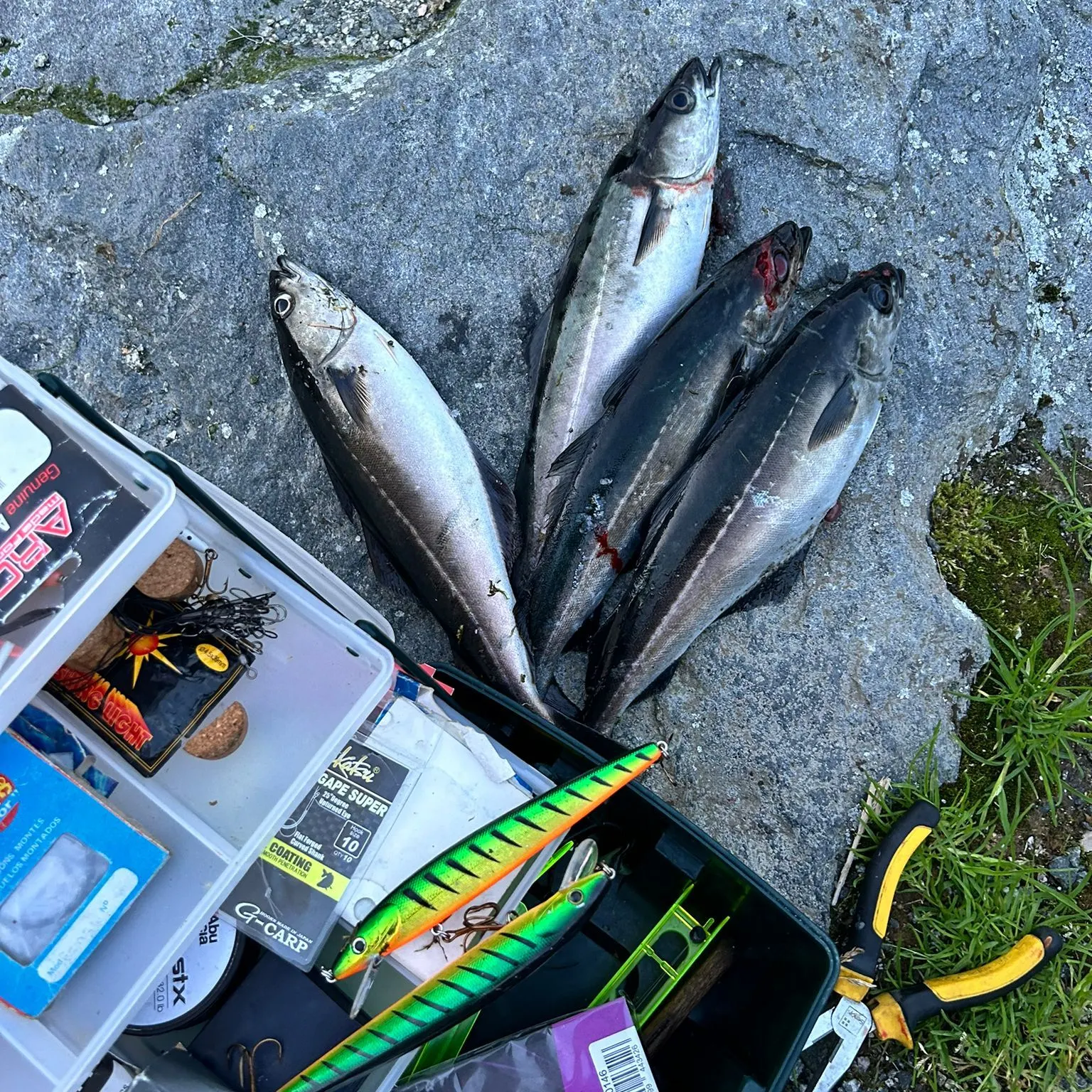 recently logged catches