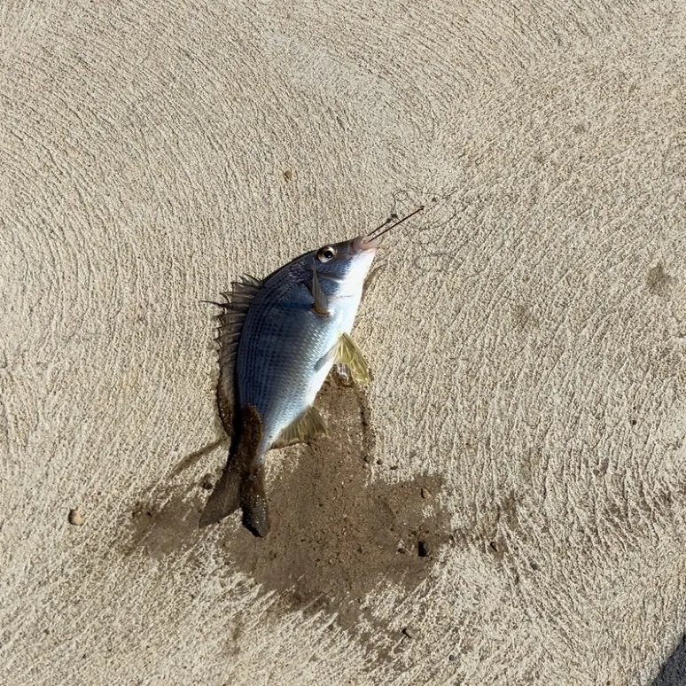 Southern black bream caught on Fishbrain