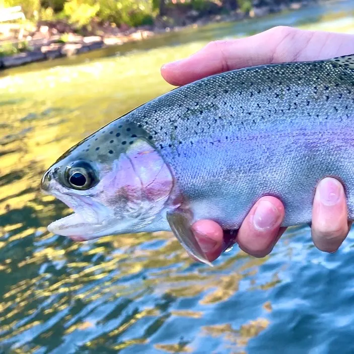 Rainbow trout caught on Fishbrain