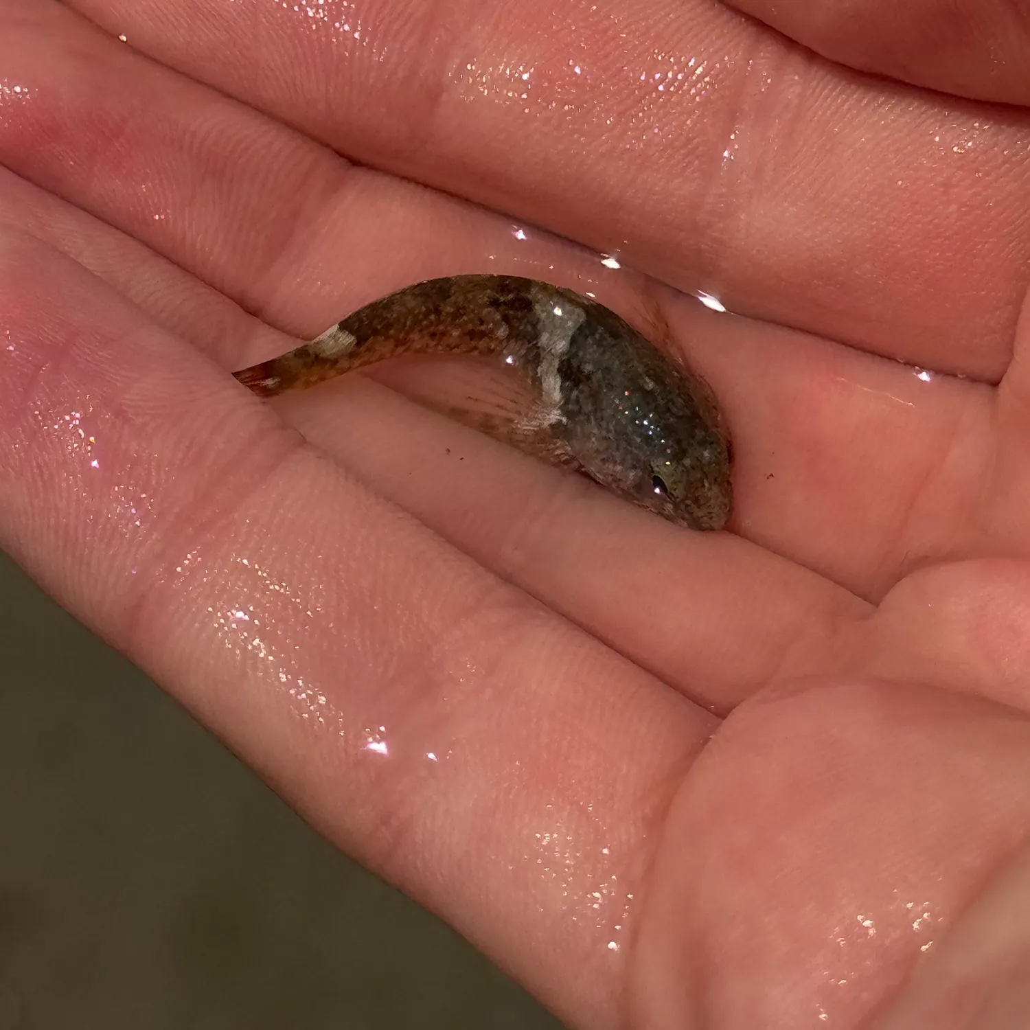 The most recent Longspined bullhead catches on Fishbrain