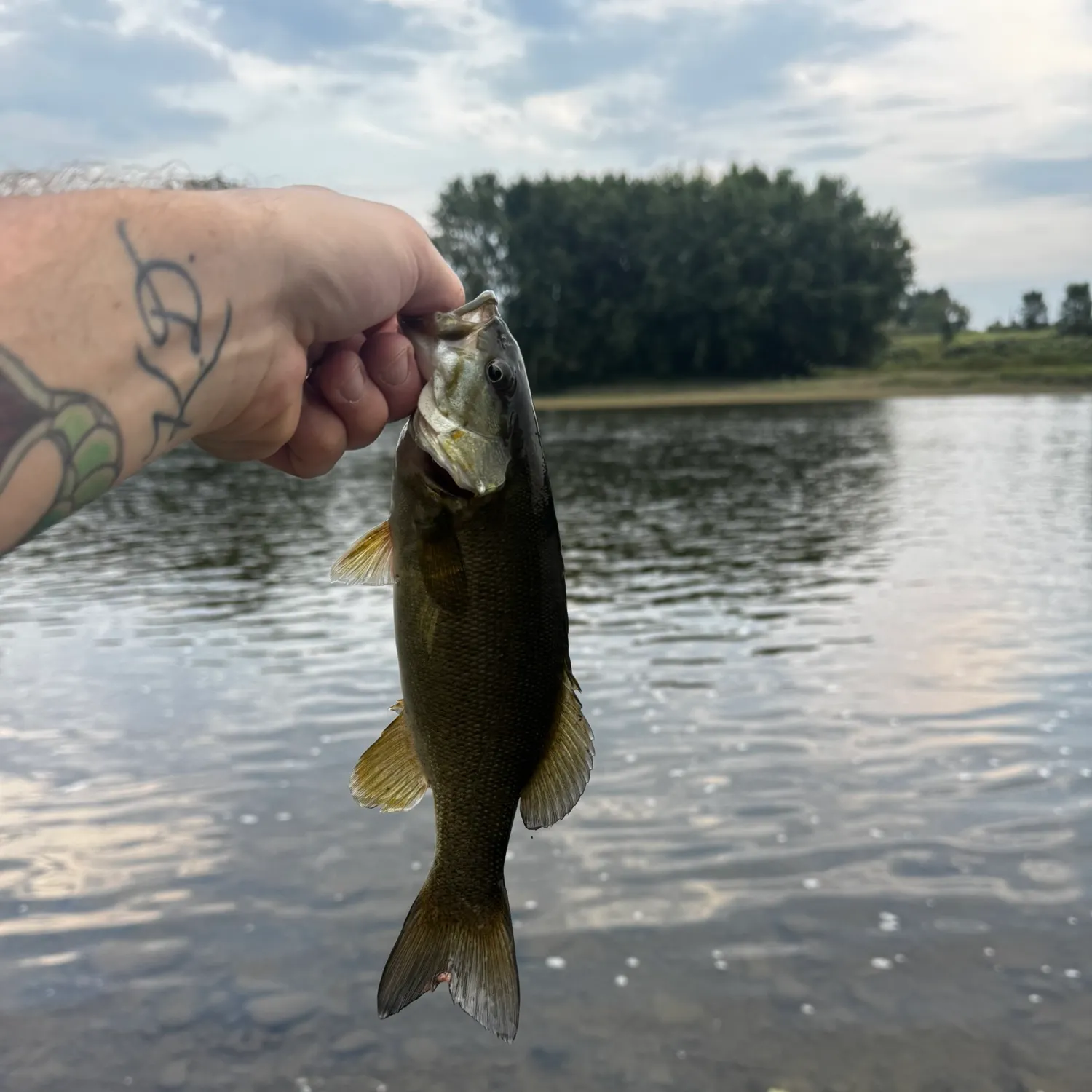 Smallmouth bass caught on Fishbrain