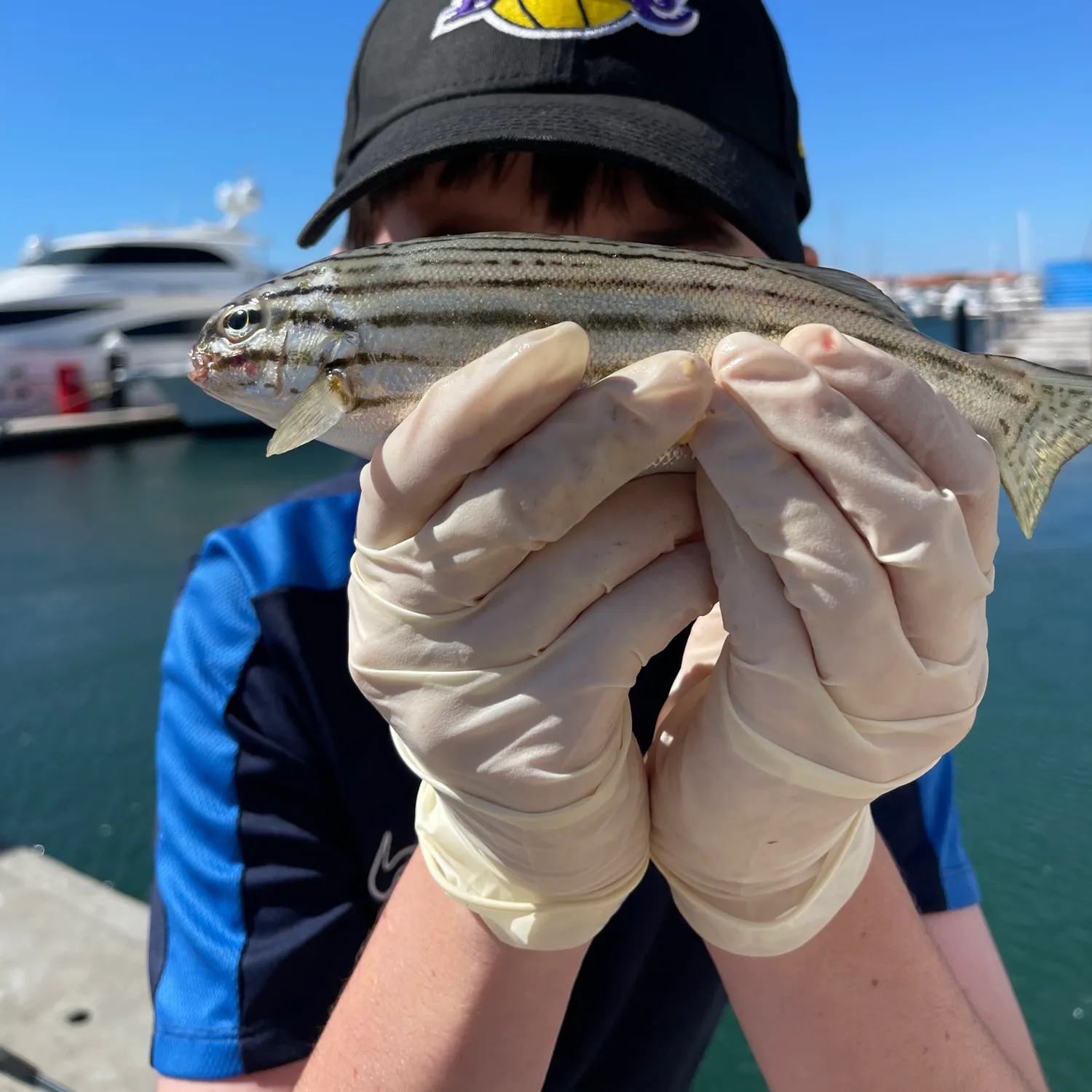 The most recent Western striped grunter catches on Fishbrain