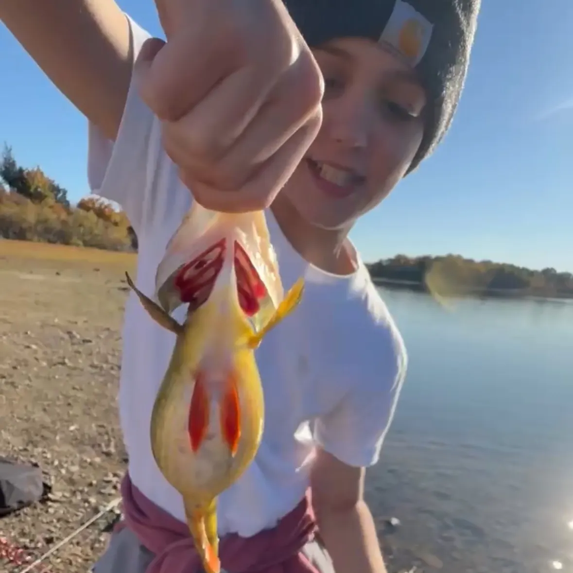 Yellow perch caught on Fishbrain