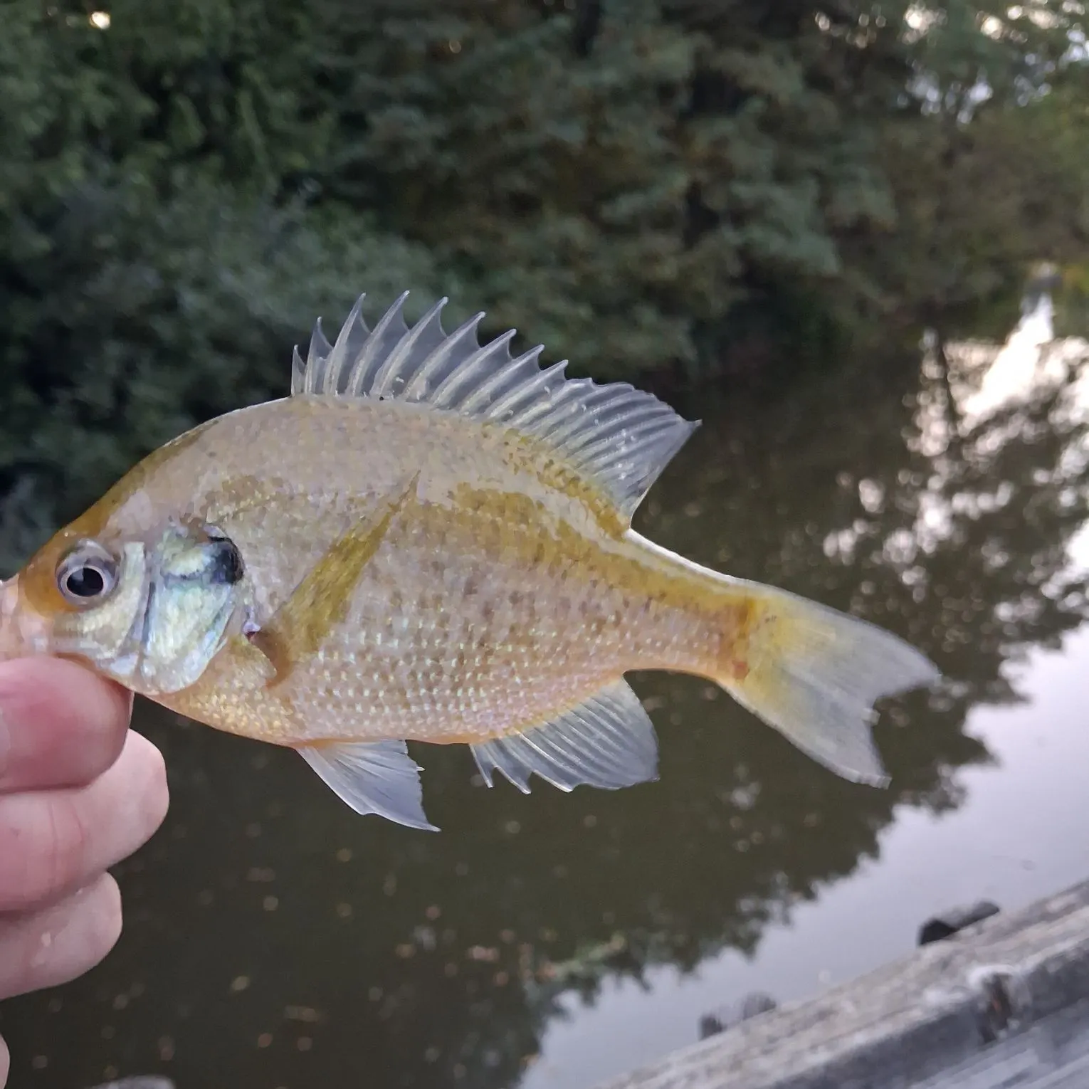 Bluegill caught on Fishbrain