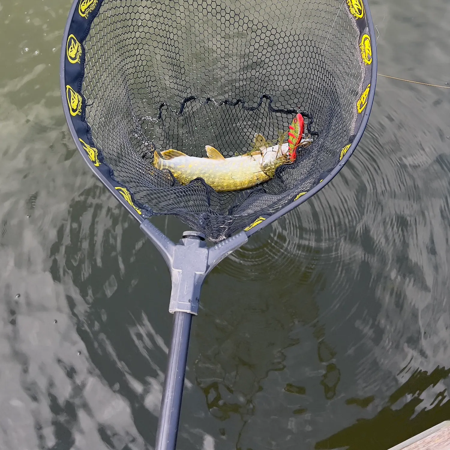 Northern pike caught on Fishbrain