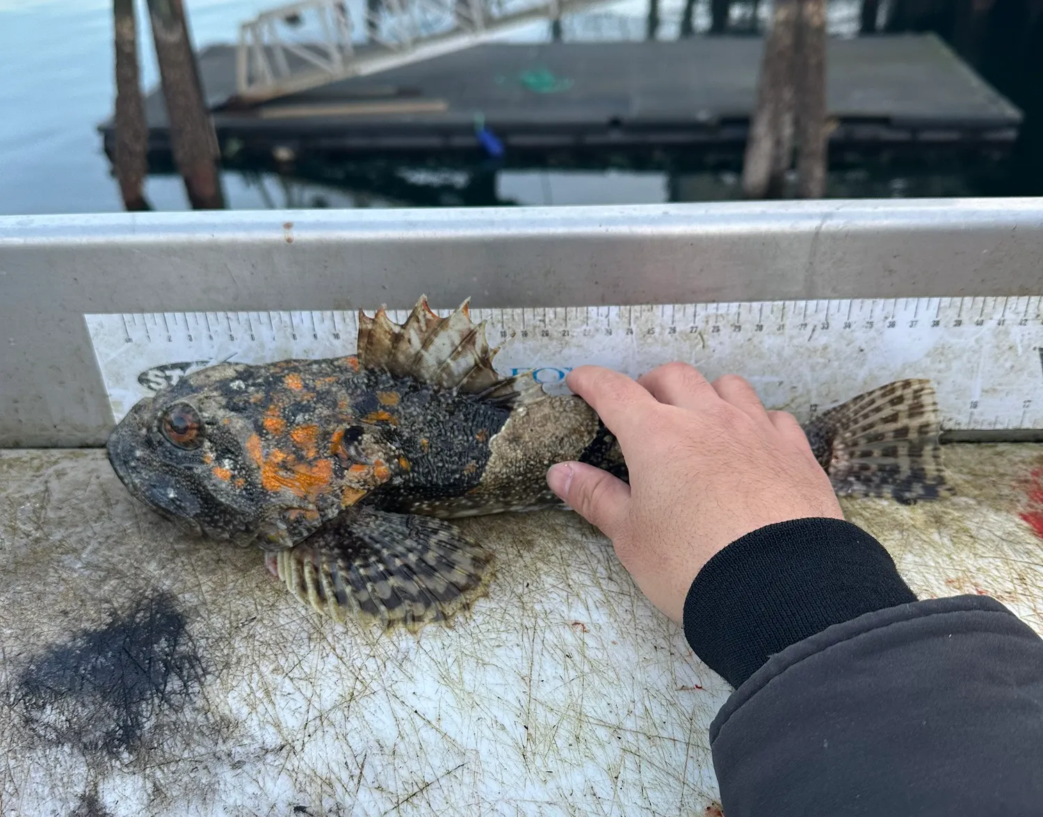 Pacific staghorn sculpin