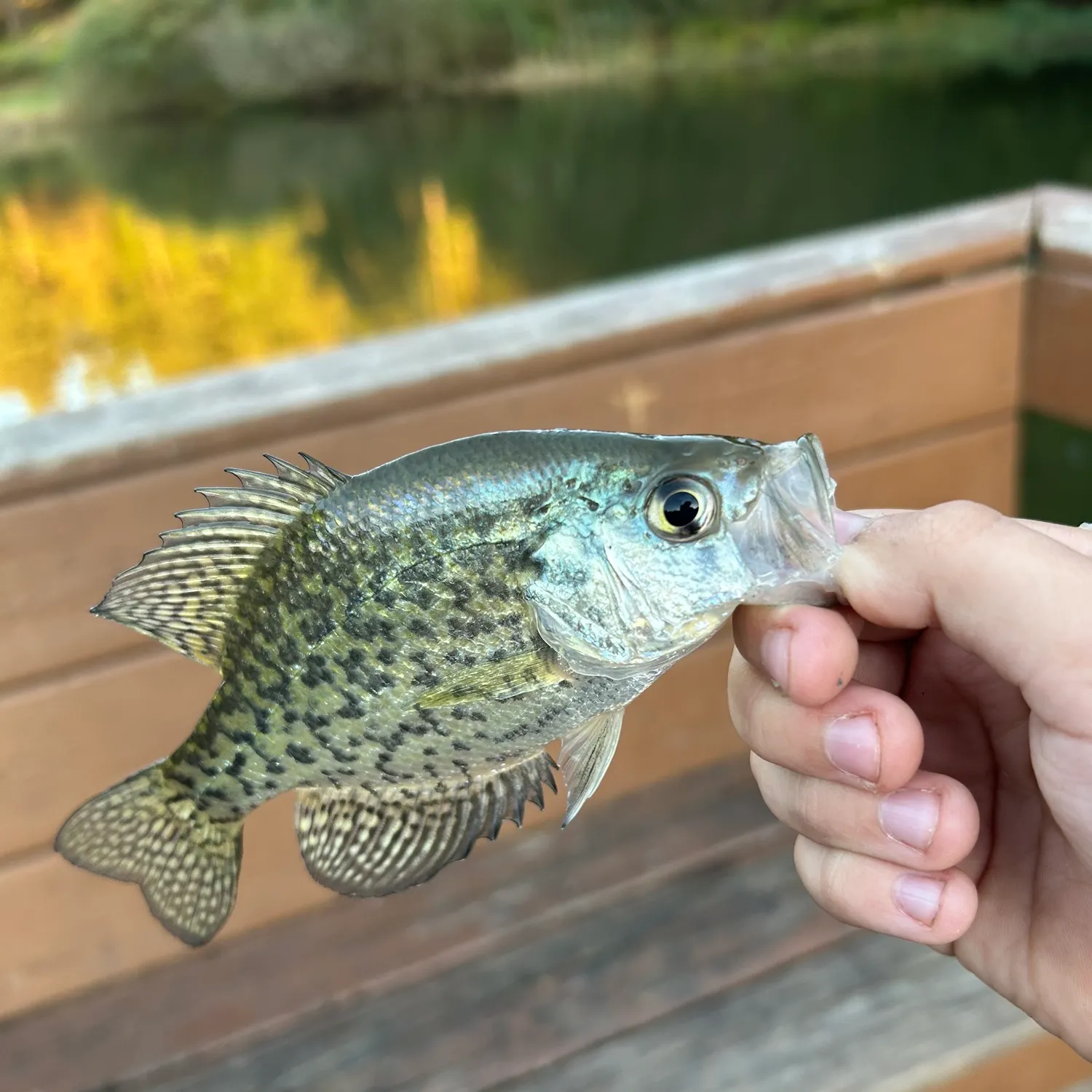 Black crappie caught on Fishbrain