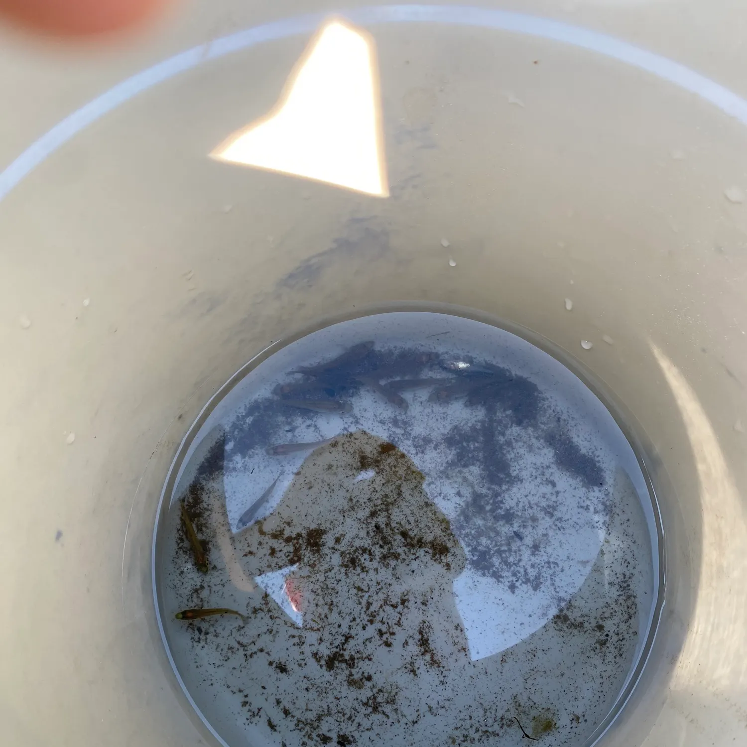 The most recent Fathead minnow catches on Fishbrain