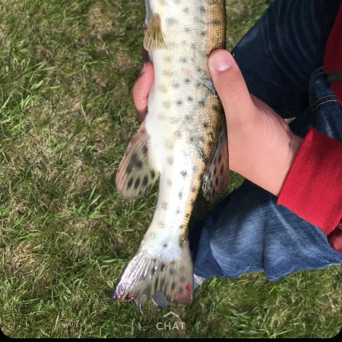 The most recent Muskie catches on Fishbrain